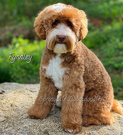 Springdale Australian Labradoodle Breeder Dog Obi-Wan Kenobi