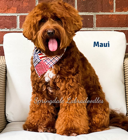 Springdale Australian Labradoodle Breeder Dog Maui