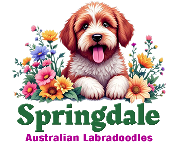 Springdale Labradoodles of Greensboro, NC Logo
